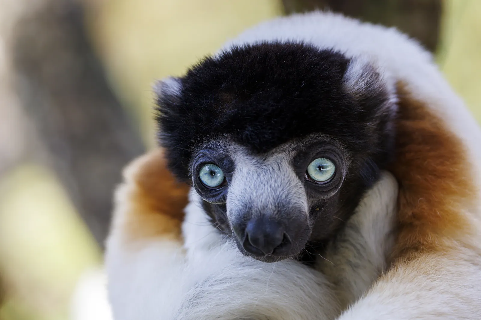 Crowned sifaka lemur