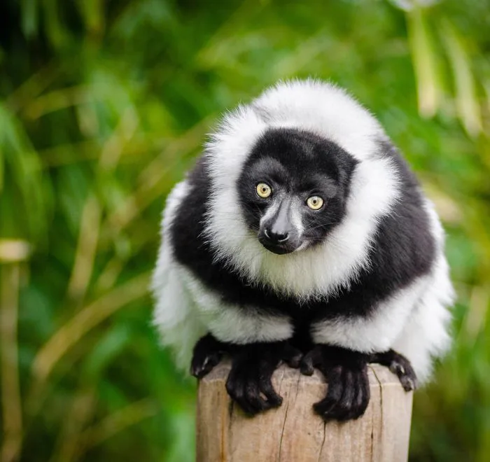 Madagascar