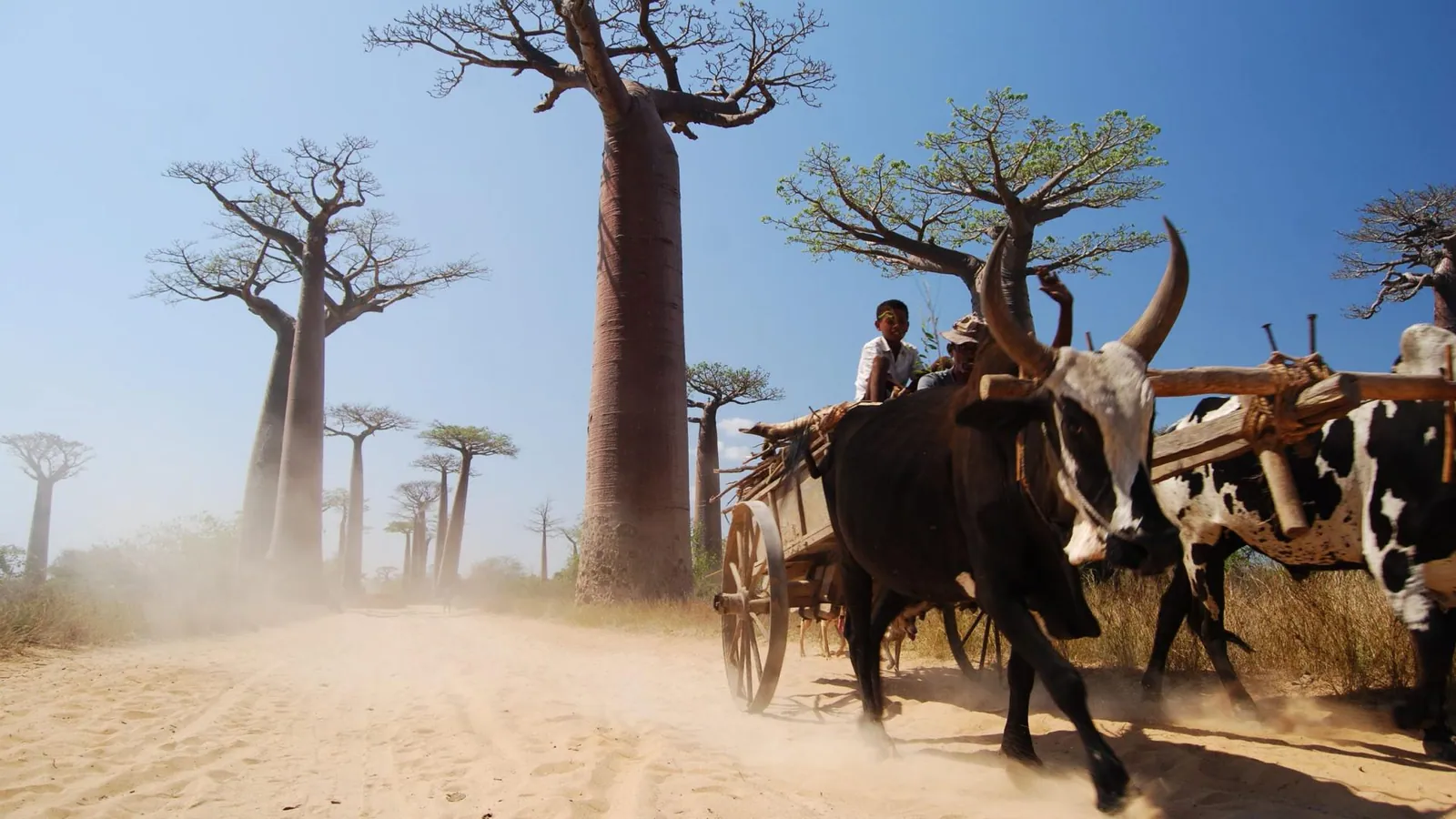 Western Madagascar landscape