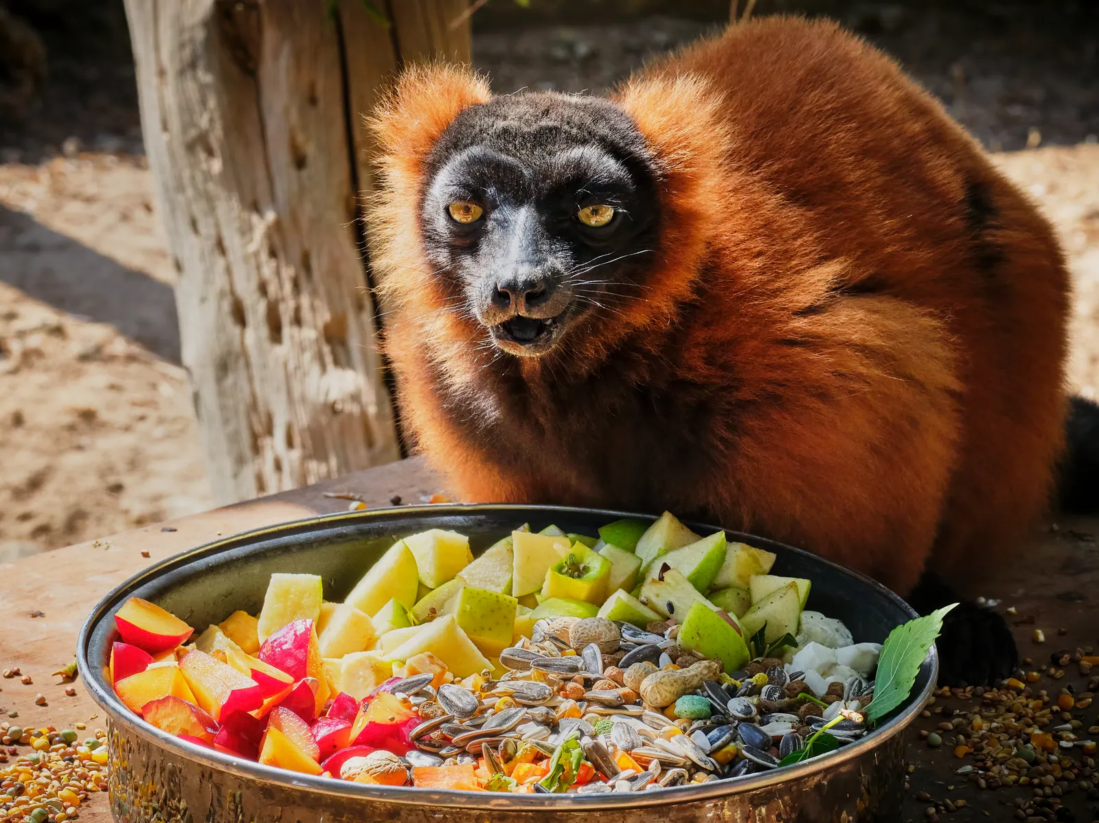 Lemur Tours Madagascar — from the lemur kingdom to a beach escape — 2