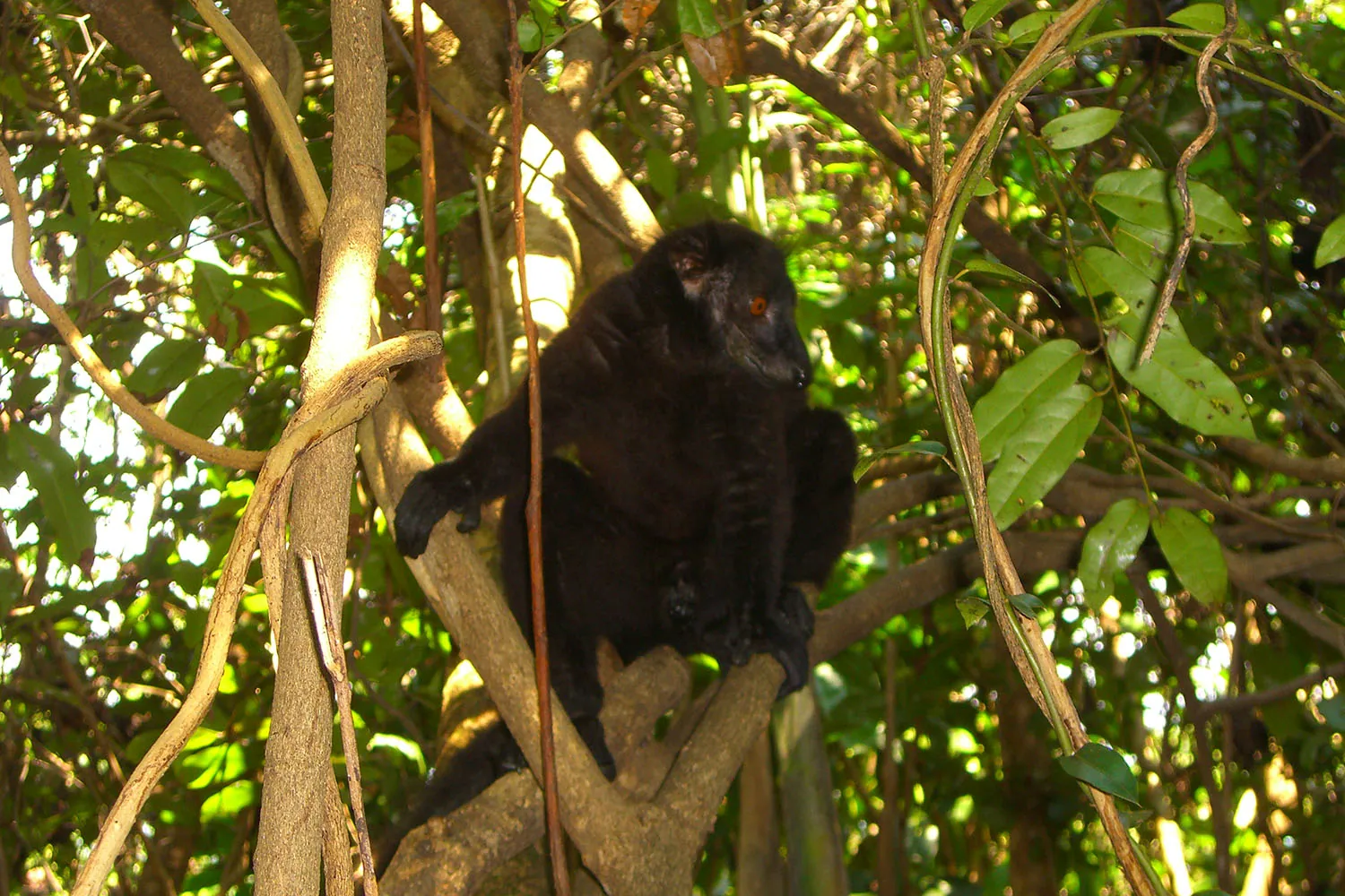 Madagascar — photograph 29 from a Taste2Wildlife tour