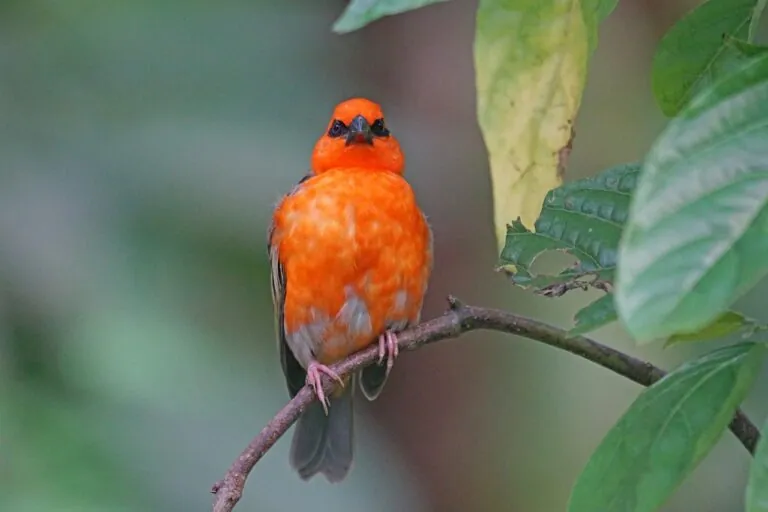 Oiseau endémique de Madagascar sur une branche