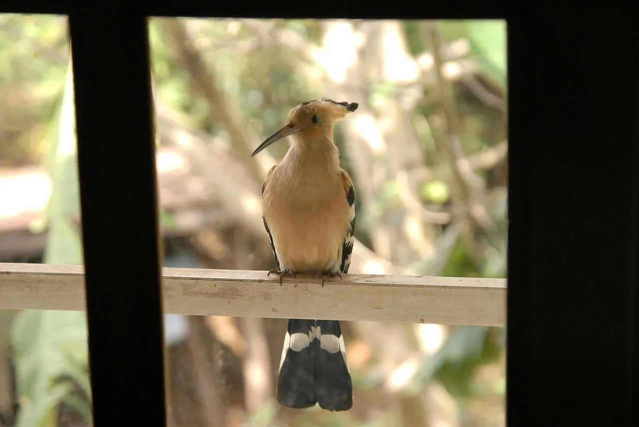 Wildlife Expedition & Birdwatching — 5