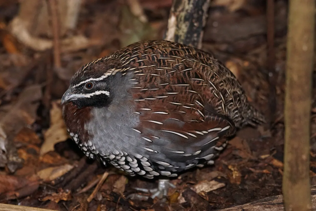 Wildlife Expedition & Birdwatching — 2