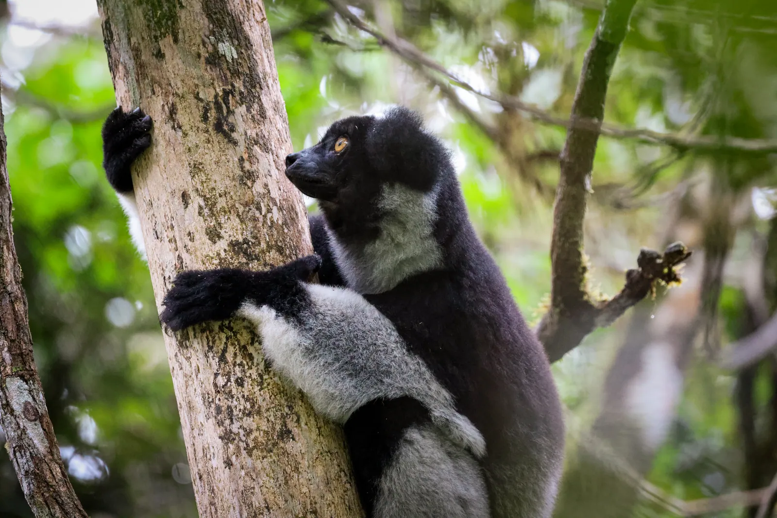 Ten lemurs to look for