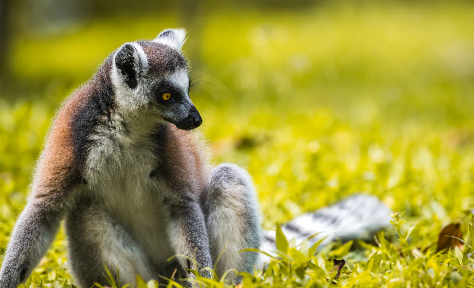 Lemur Tours Madagascar — from the lemur kingdom to a beach escape — 3