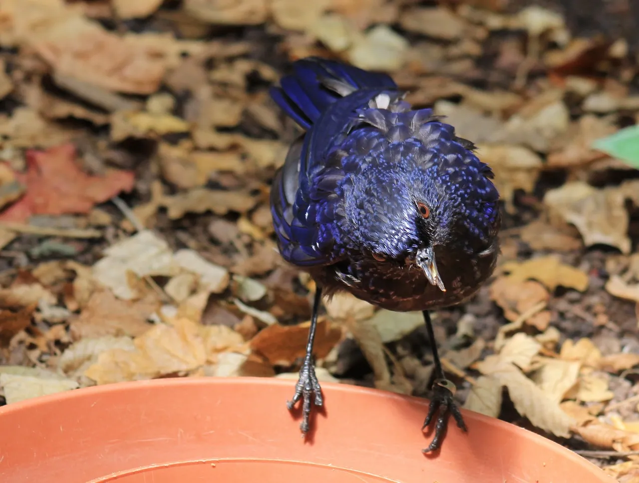 Wildlife Expedition & Birdwatching — 4